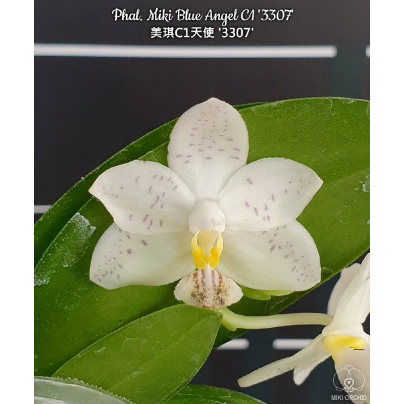 Орхидея Phal. Miki Blue Angel C1 3307 - купить, доставка Украина
